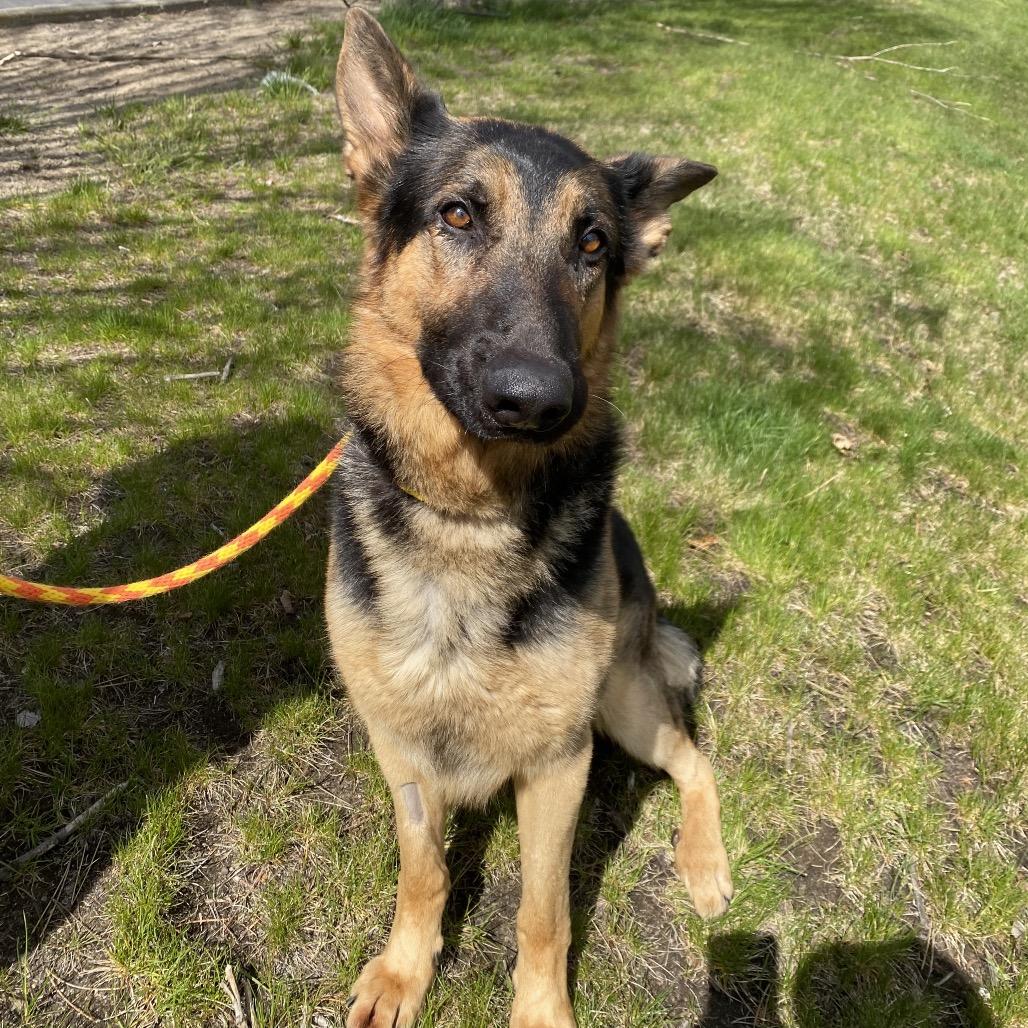 Enlarge Malesh, a Adoptable mixed breed in Spokane, WA image 4/6