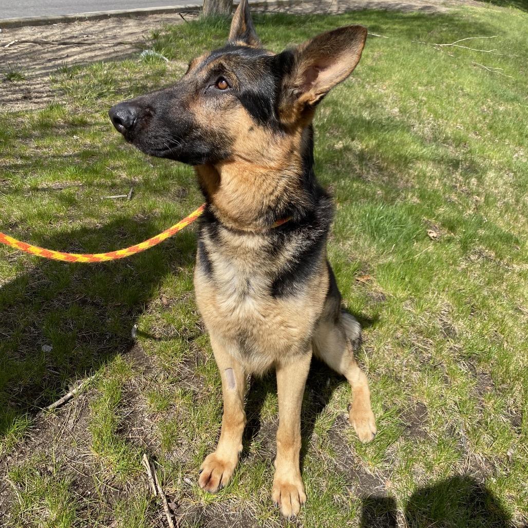 Enlarge Malesh, a Adoptable mixed breed in Spokane, WA image 5/6