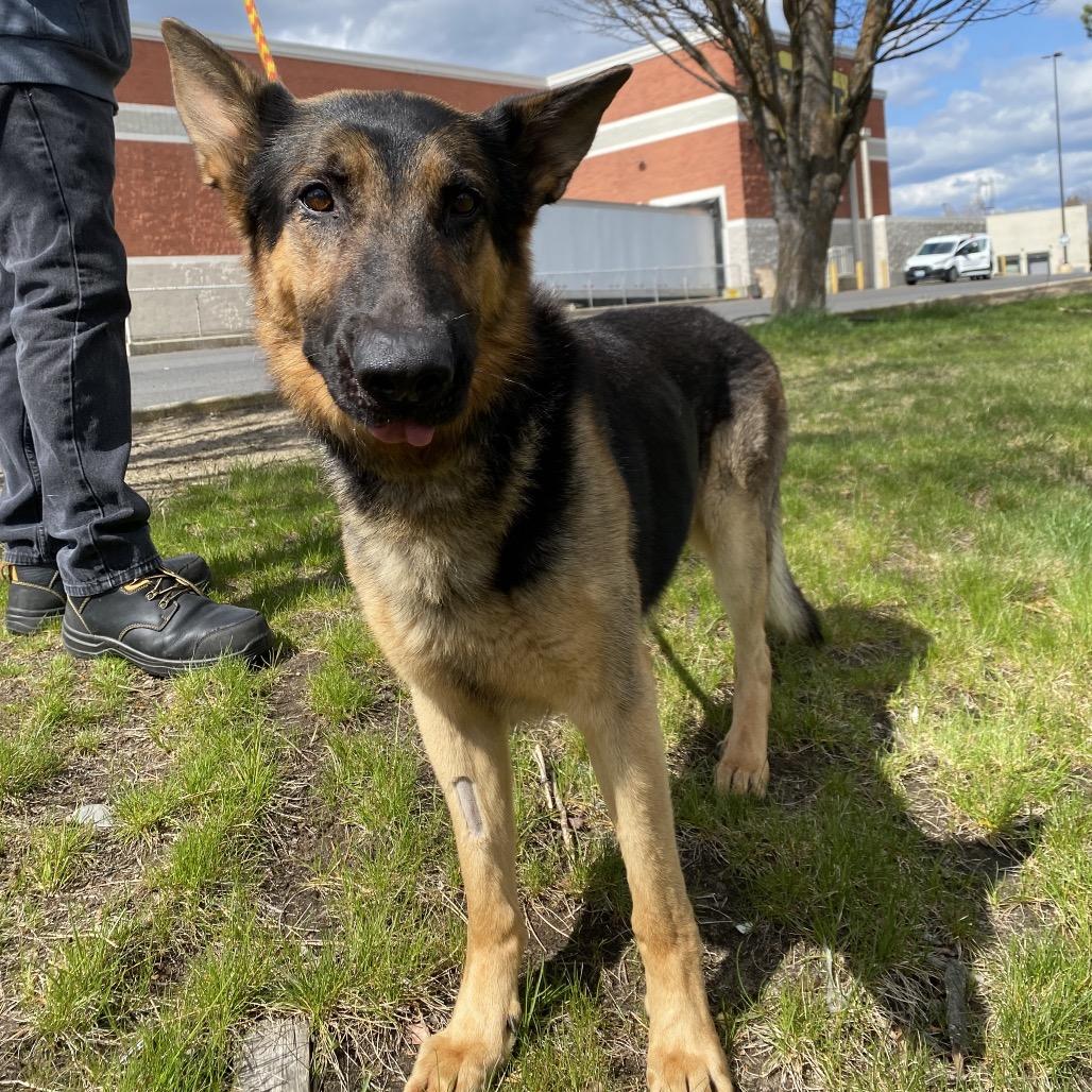 Enlarge Malesh, a Adoptable mixed breed in Spokane, WA image 6/6