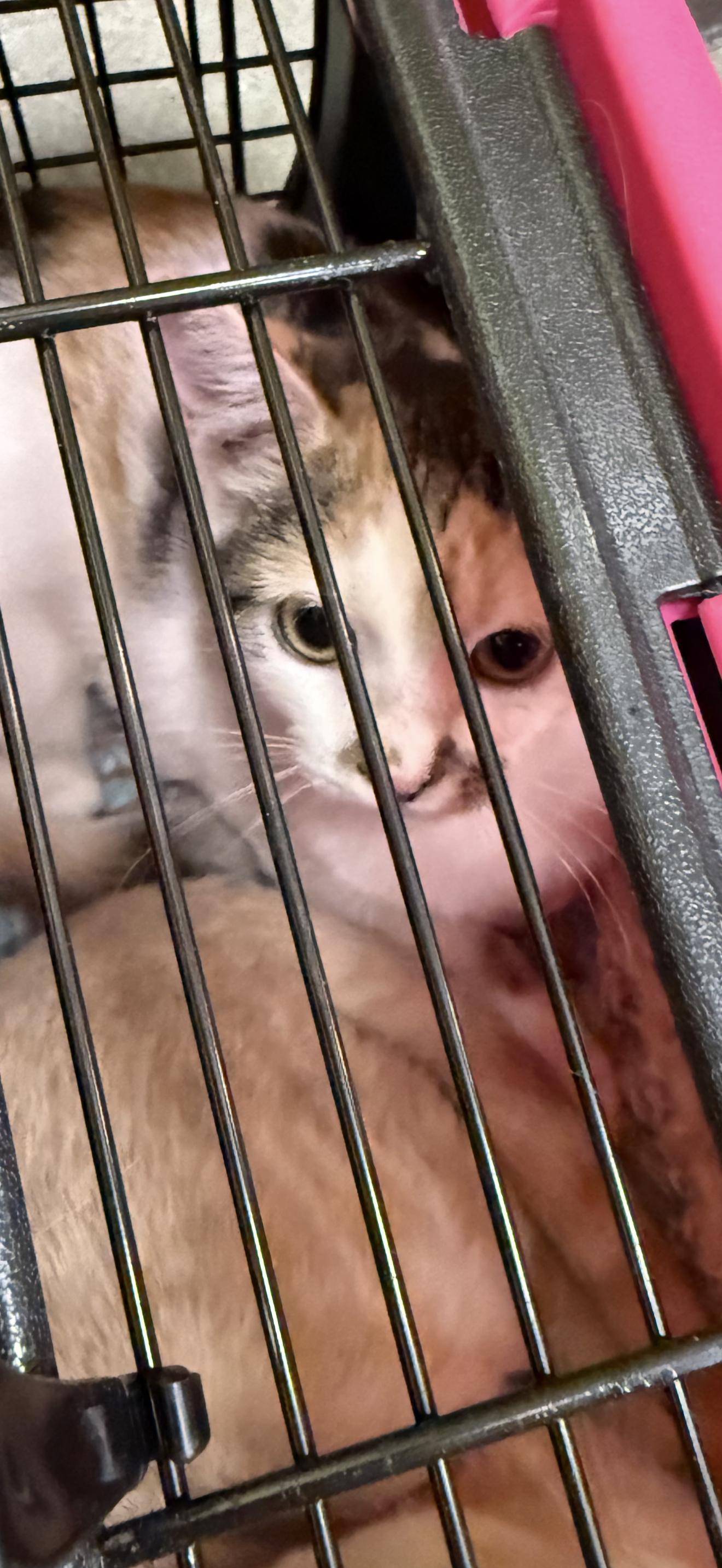 Enlarge Kitana, a Adoptable Calico in Las Vegas, NV image 1/1