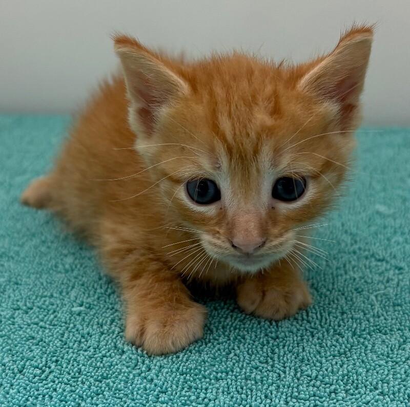Hoagie Gilligan, Adoptable, Young Male Domestic Short Hair.