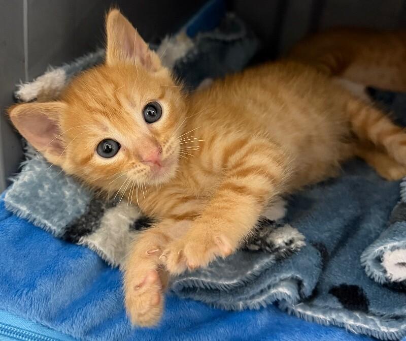 Enlarge Hoagie Gilligan, a Adoptable Domestic Short Hair in Katy, TX image 2/3