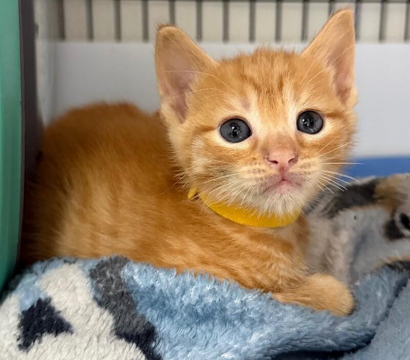 Enlarge Hoagie Gilligan, a Adoptable Domestic Short Hair in Katy, TX image 3/3