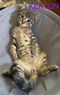Enlarge Keaton, a Adoptable Domestic Short Hair in Kenosha, WI image 1/5