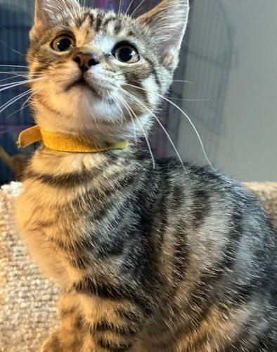 Enlarge Keaton, a Adoptable Domestic Short Hair in Kenosha, WI image 2/5