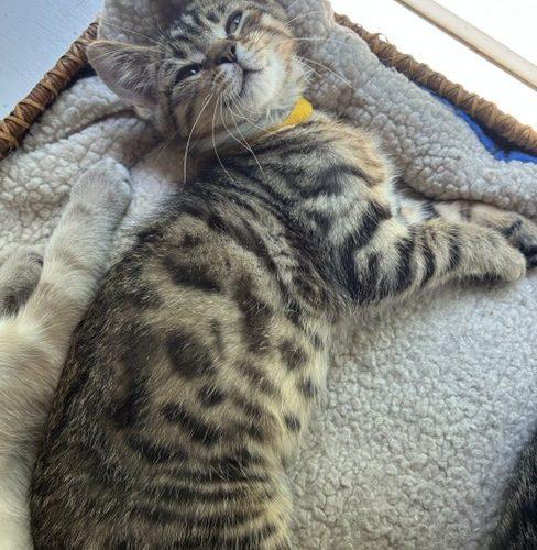 Enlarge Keaton, a Adoptable Domestic Short Hair in Kenosha, WI image 3/5