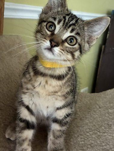 Enlarge Keaton, a Adoptable Domestic Short Hair in Kenosha, WI image 4/5