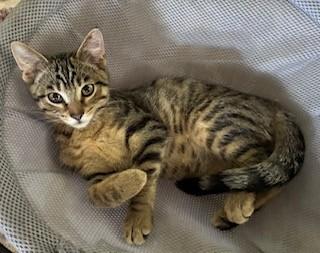 Enlarge Keaton, a Adoptable Domestic Short Hair in Kenosha, WI image 5/5