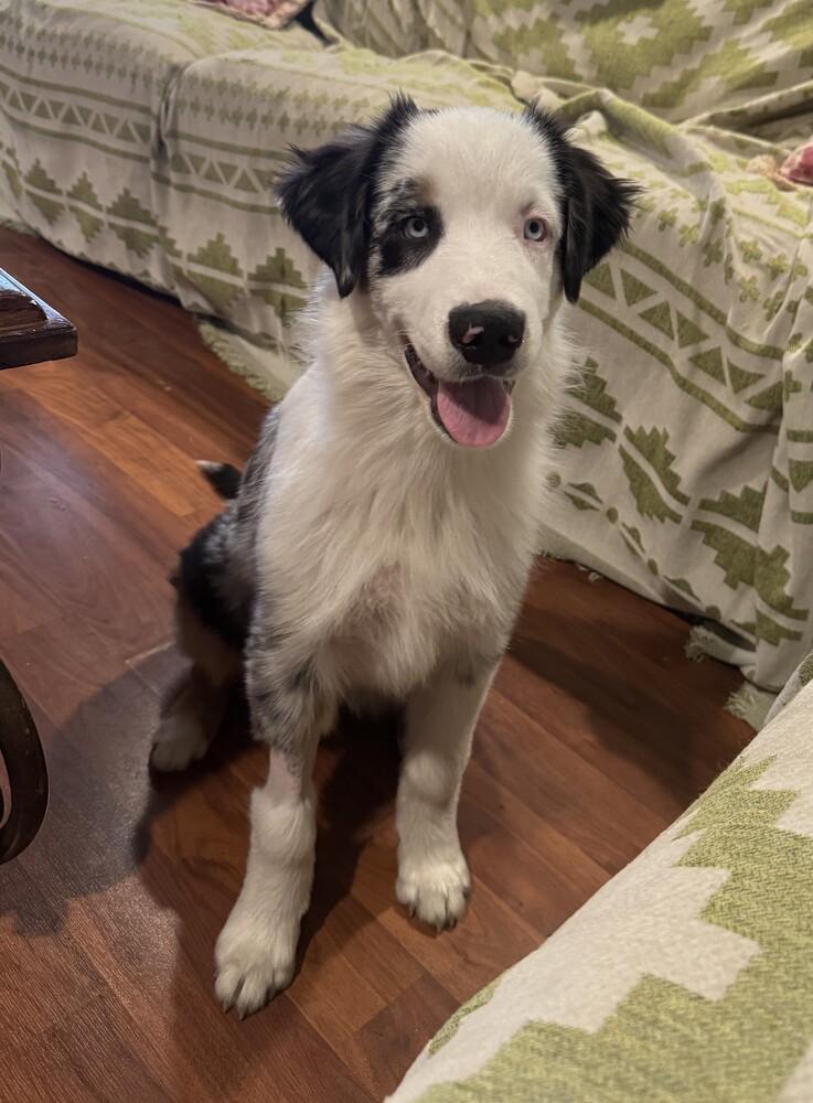 Blue FKA Leon  #5064, Adoptable, Puppy Male Australian Shepherd.