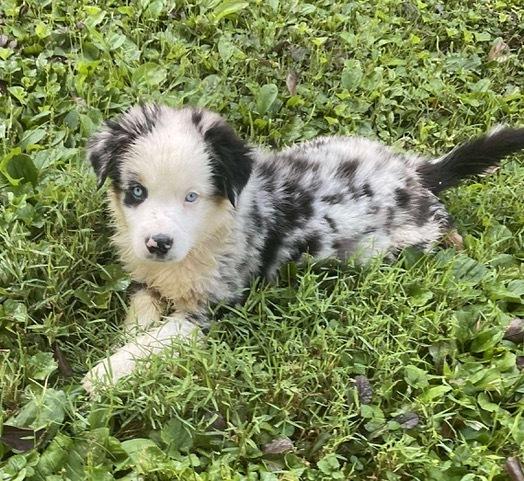 Enlarge Blue FKA Leon  #5064, a Adoptable Australian Shepherd in Myrtle Beach, SC image 2/4