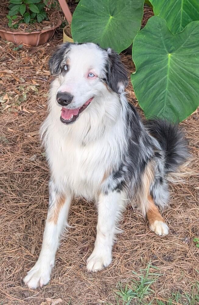Enlarge Blue FKA Leon  #5064, a Adoptable Australian Shepherd in Myrtle Beach, SC image 3/4