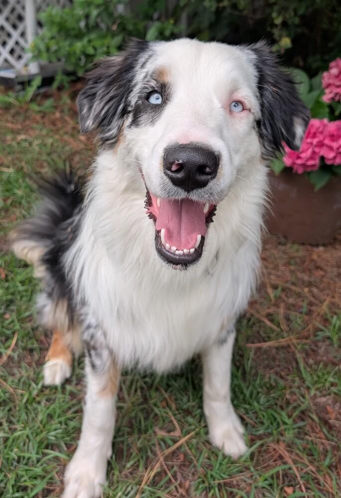 Enlarge Blue FKA Leon  #5064, a Adoptable Australian Shepherd in Myrtle Beach, SC image 4/4