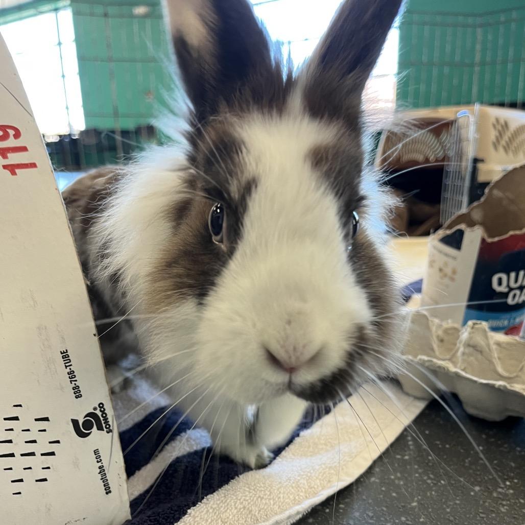 JC, Adoptable, Adult Male Bunny Rabbit.