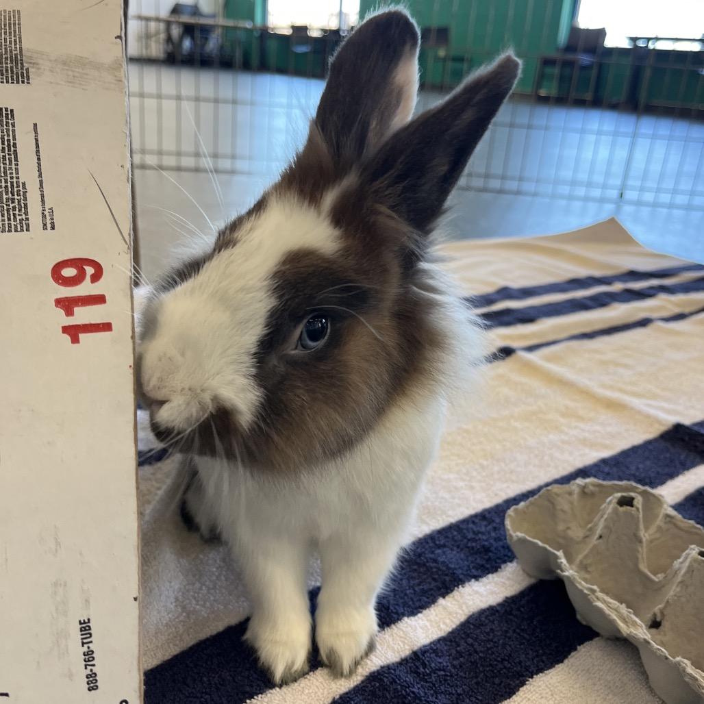 Enlarge JC, a Adoptable Bunny Rabbit in Pittsburgh, PA image 2/6