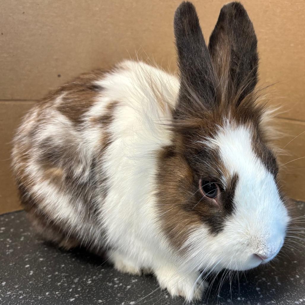 JC, Adoptable, Adult Male Bunny Rabbit.