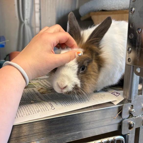Enlarge JC, a Adoptable Bunny Rabbit in Pittsburgh, PA image 3/6