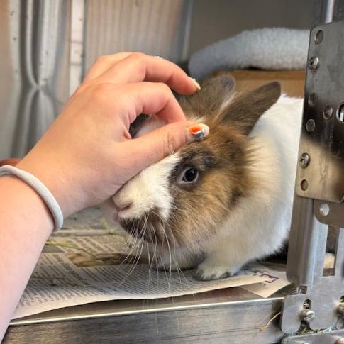 Enlarge JC, a Adoptable Bunny Rabbit in Pittsburgh, PA image 4/6