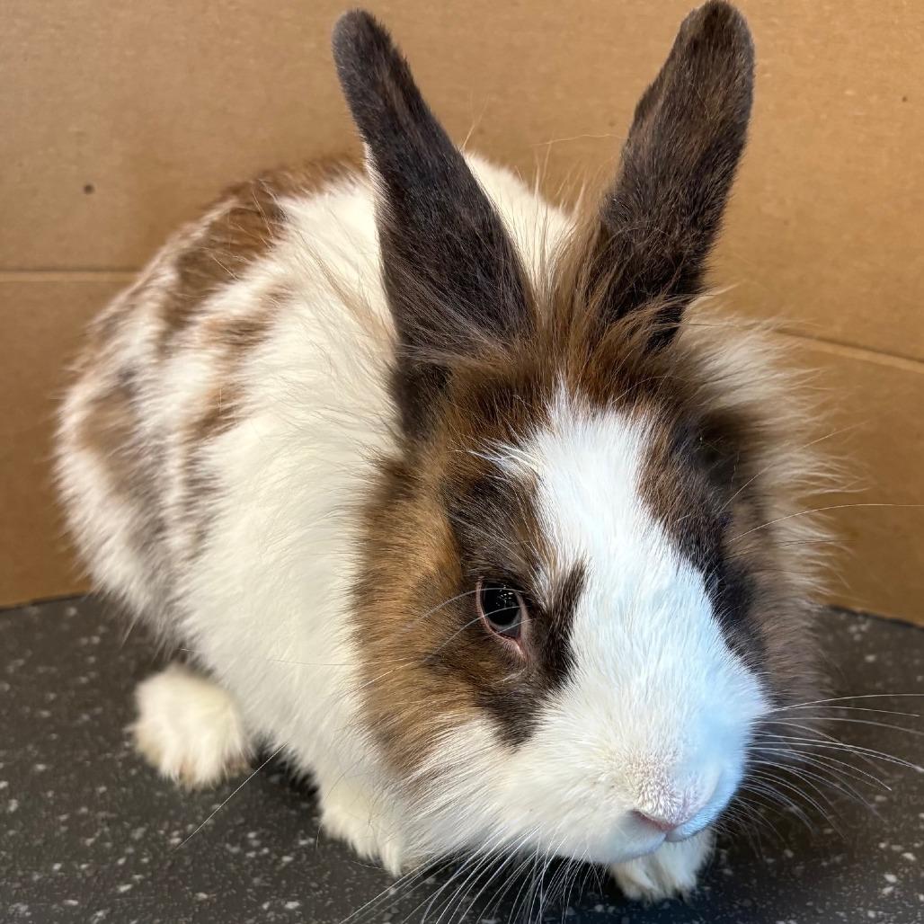 Enlarge JC, a Adoptable Bunny Rabbit in Pittsburgh, PA image 2/4