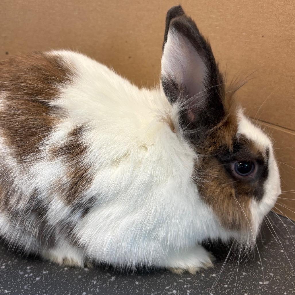 Enlarge JC, a Adoptable Bunny Rabbit in Pittsburgh, PA image 3/4