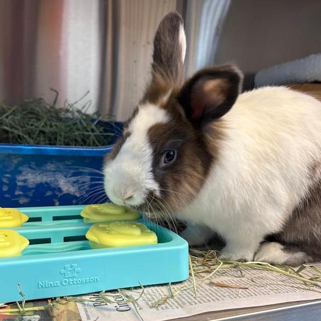 Enlarge JC, a Adoptable Bunny Rabbit in Pittsburgh, PA image 5/6