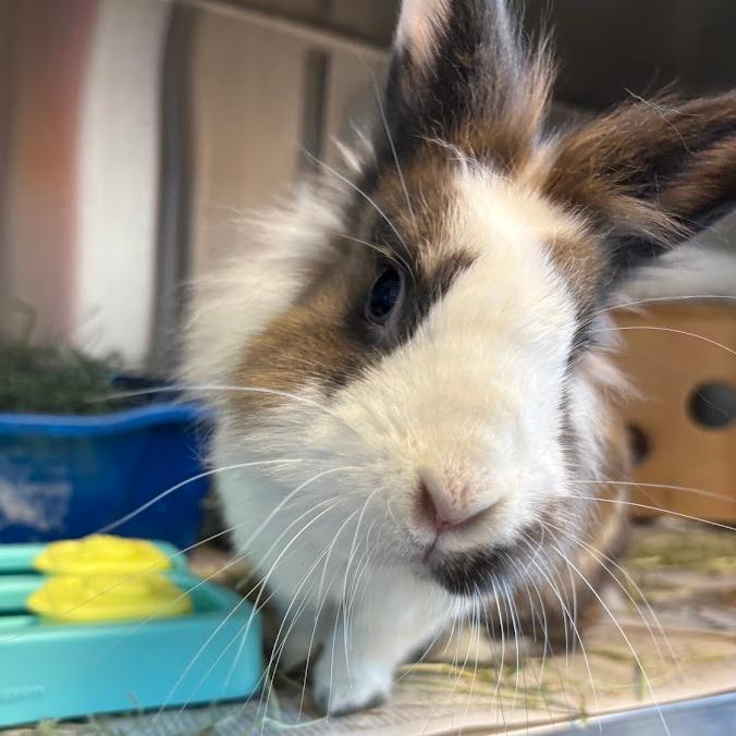 Enlarge JC, a Adoptable Bunny Rabbit in Pittsburgh, PA image 6/6