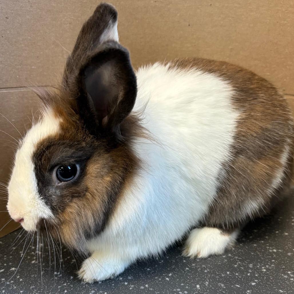 Enlarge JC, a Adoptable Bunny Rabbit in Pittsburgh, PA image 4/4