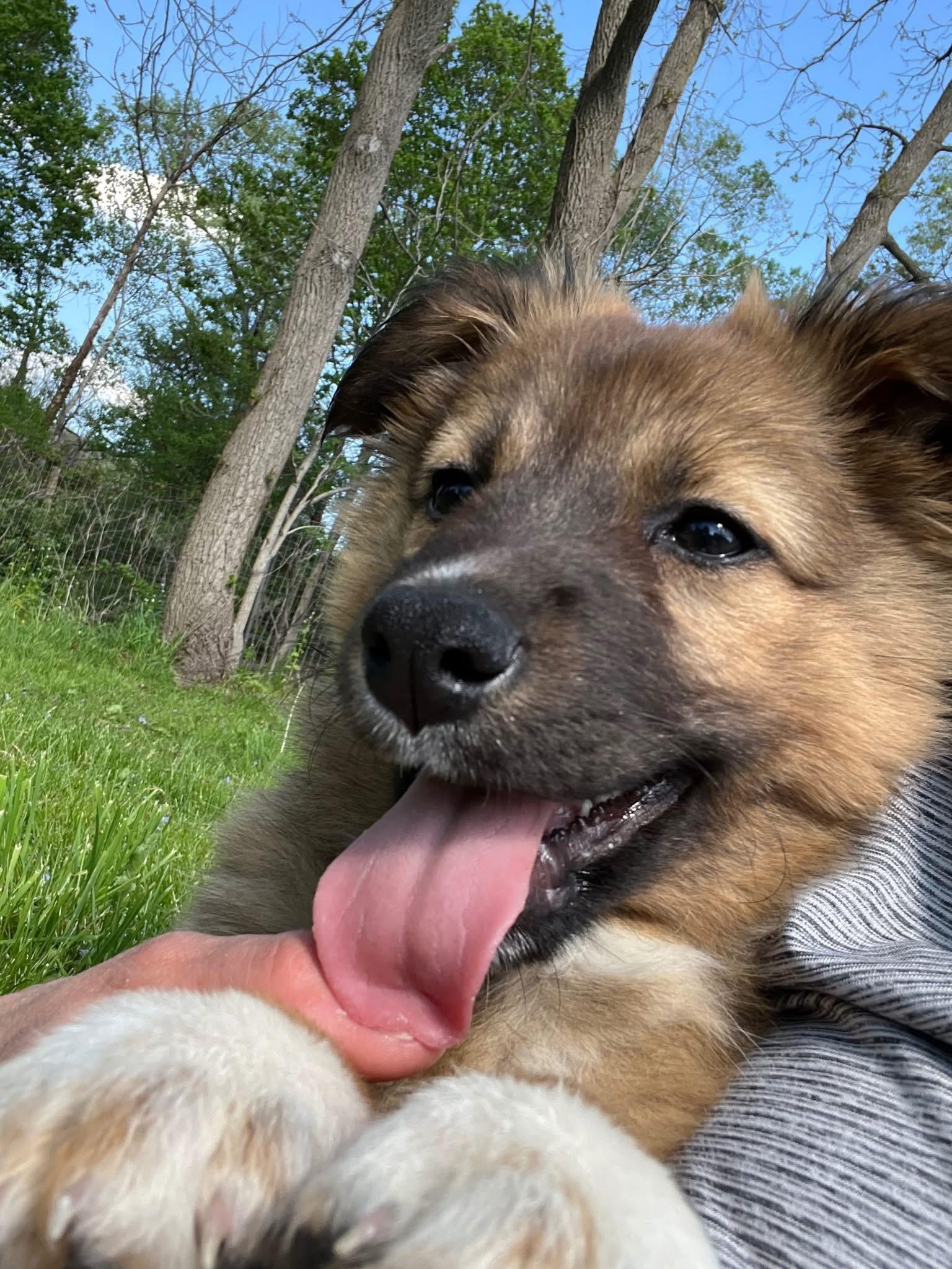 Enlarge Two Socks, an adopted mixed breed in Salamanca, NY image 2/6