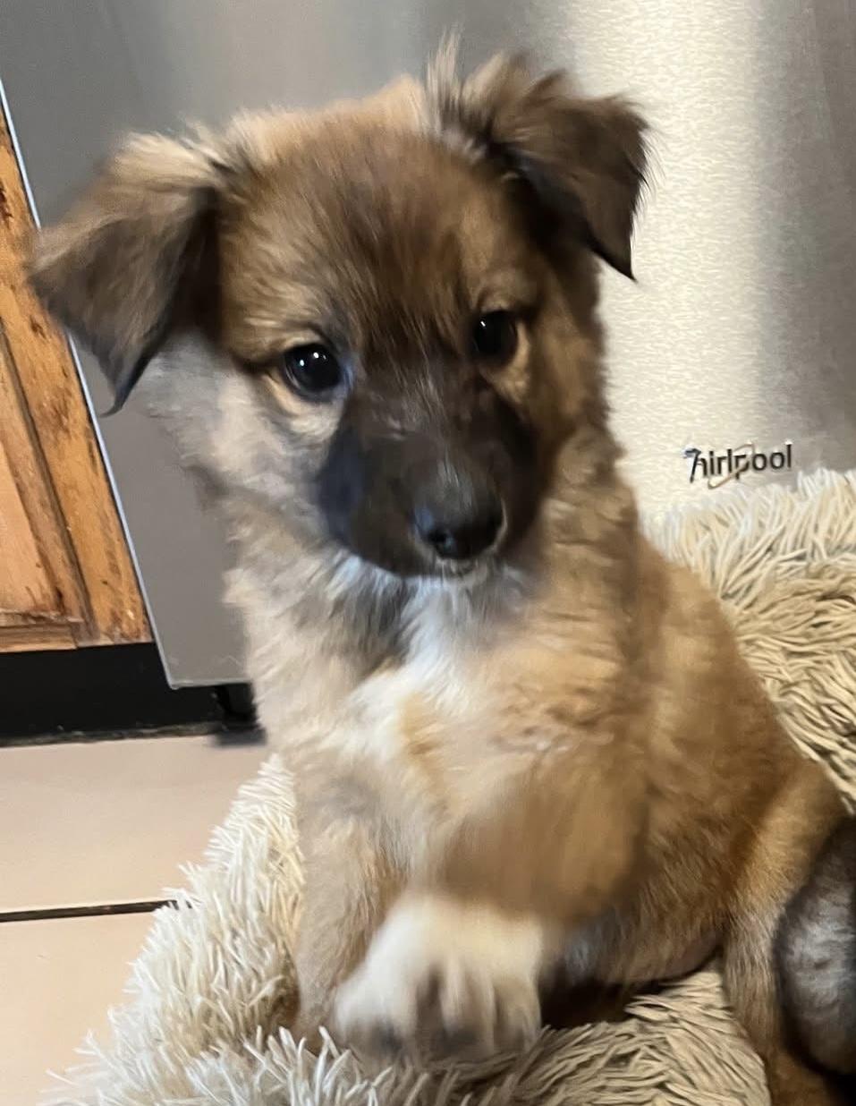 Enlarge Two Socks, an adopted mixed breed in Salamanca, NY image 4/6