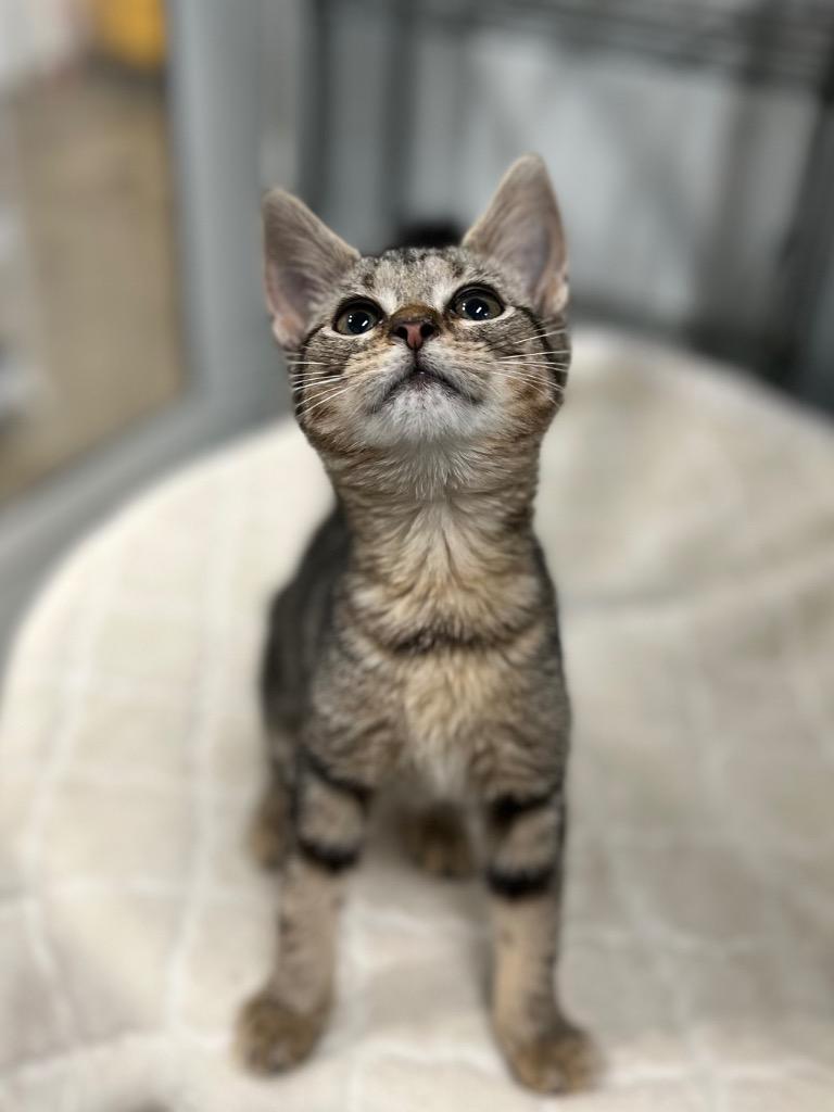 Lilo, Adoptable, Young Female Domestic Short Hair.