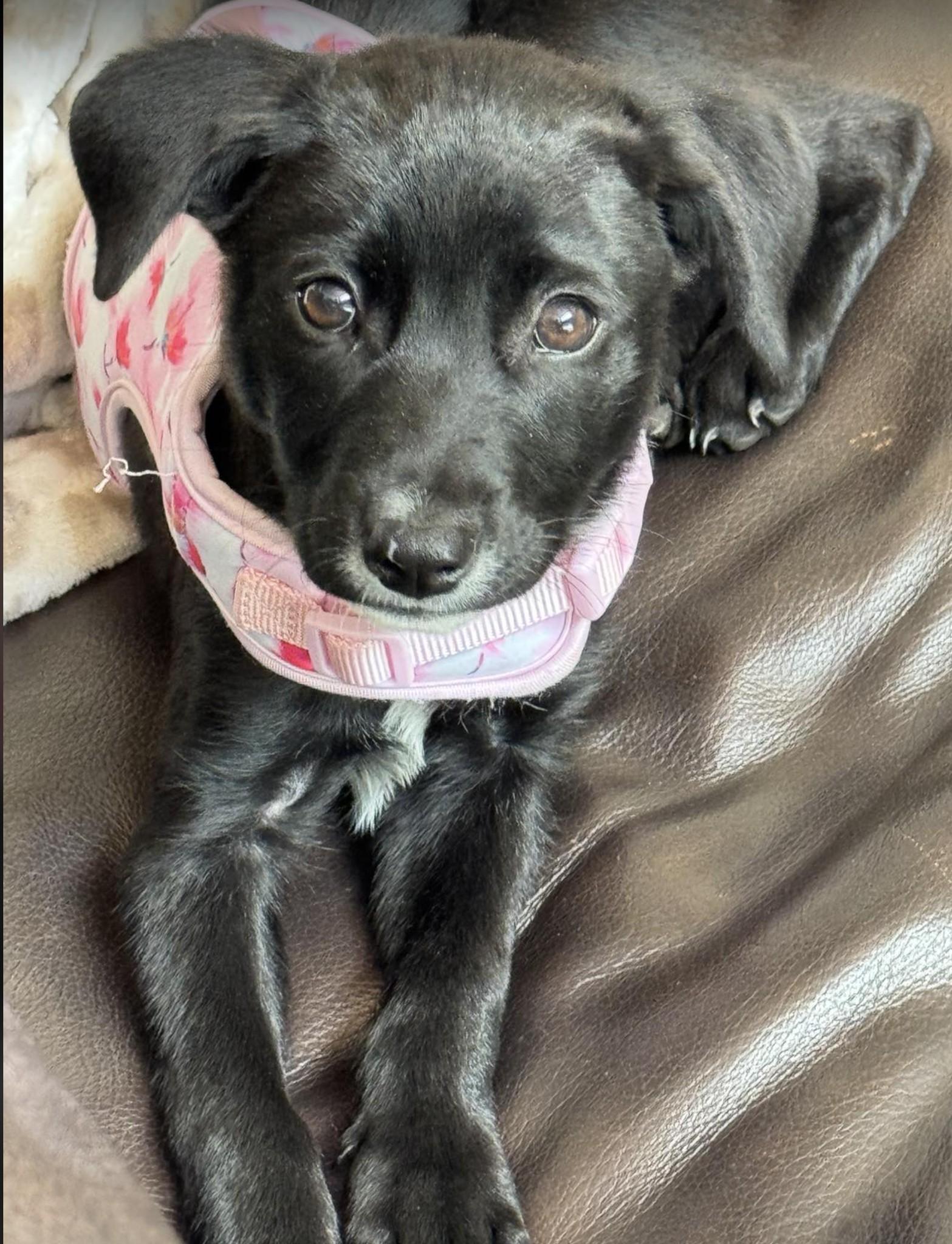 Willow, ADOPTABLE, Puppy Female Labrador Retriever.