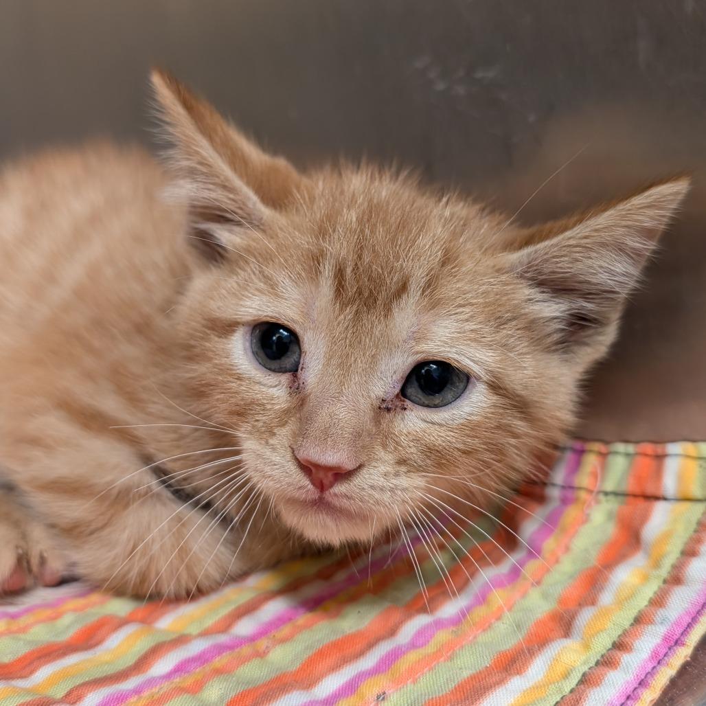 Mango, Adoptable, Kitten Male Domestic Short Hair.