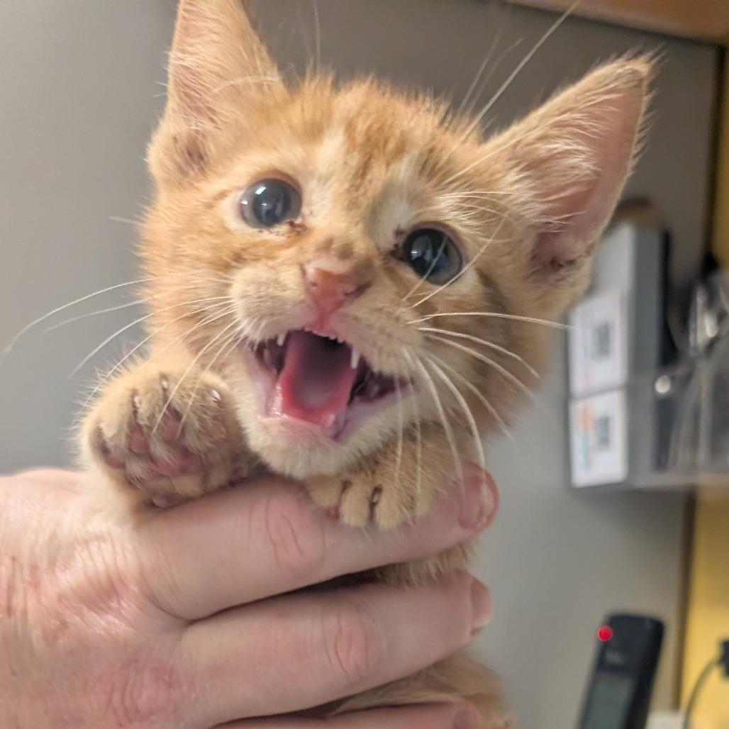 Mango, a Adoptable Domestic Short Hair in Huntsville, AR image 2/2