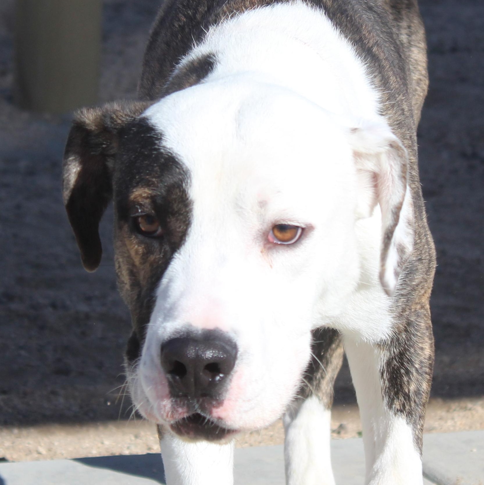 Freddy, Adoptable, Young Male Pit Bull Terrier.
