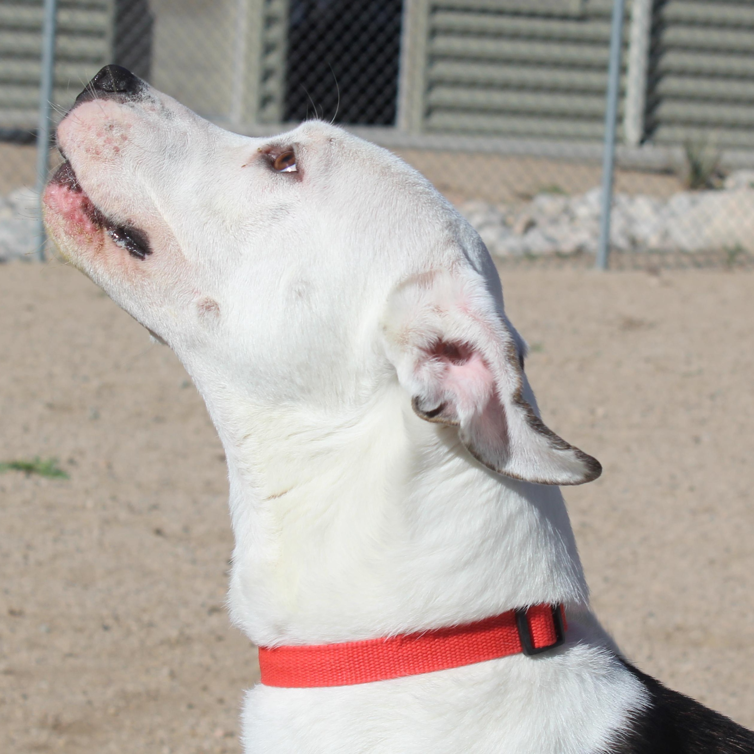 Enlarge Freddy, a Adoptable Pit Bull Terrier in Yucca Valley, CA image 2/3