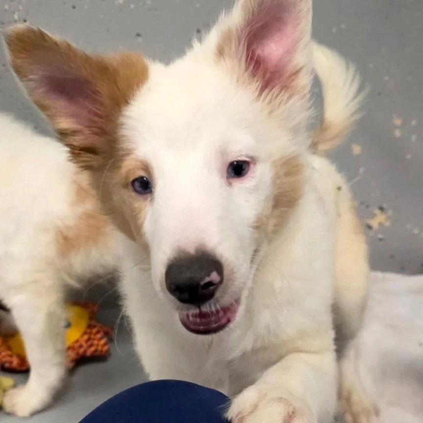 Enlarge Radar adoption pending, a Adoptable Shetland Sheepdog / Sheltie in Dublin, OH image 1/1