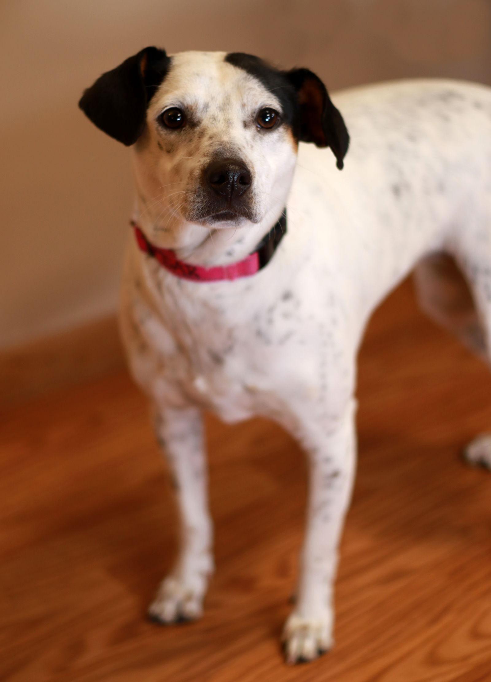 Pollie Poo thumbnail 3