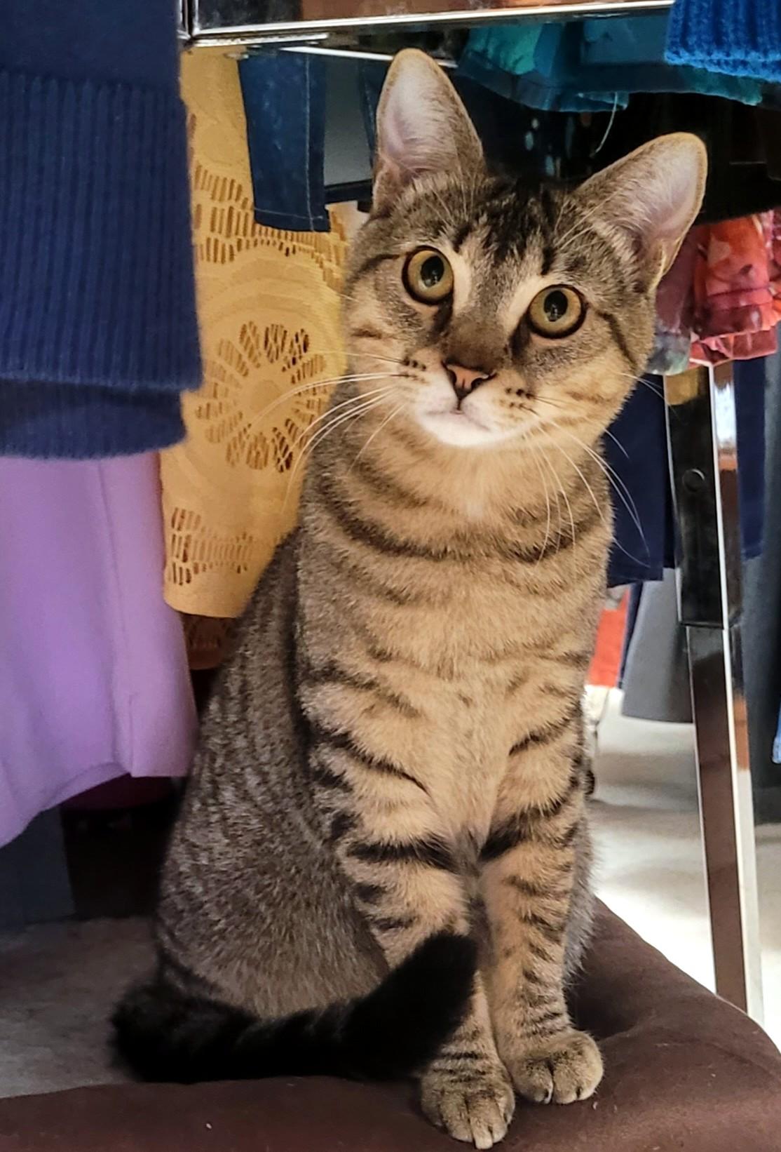 Soba & Nori, a ADOPTABLE Domestic Short Hair in Eugene, OR image 1/5
