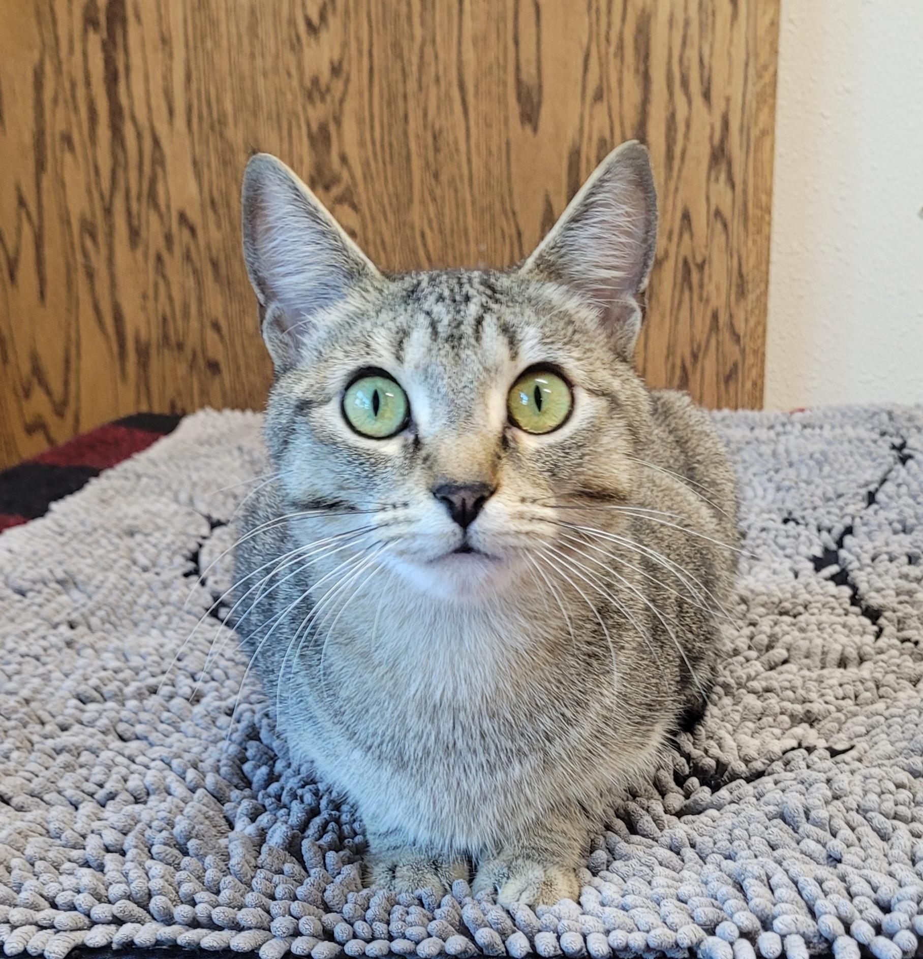 Enlarge Soba & Nori, a Adoptable Domestic Short Hair in Eugene, OR image 6/6