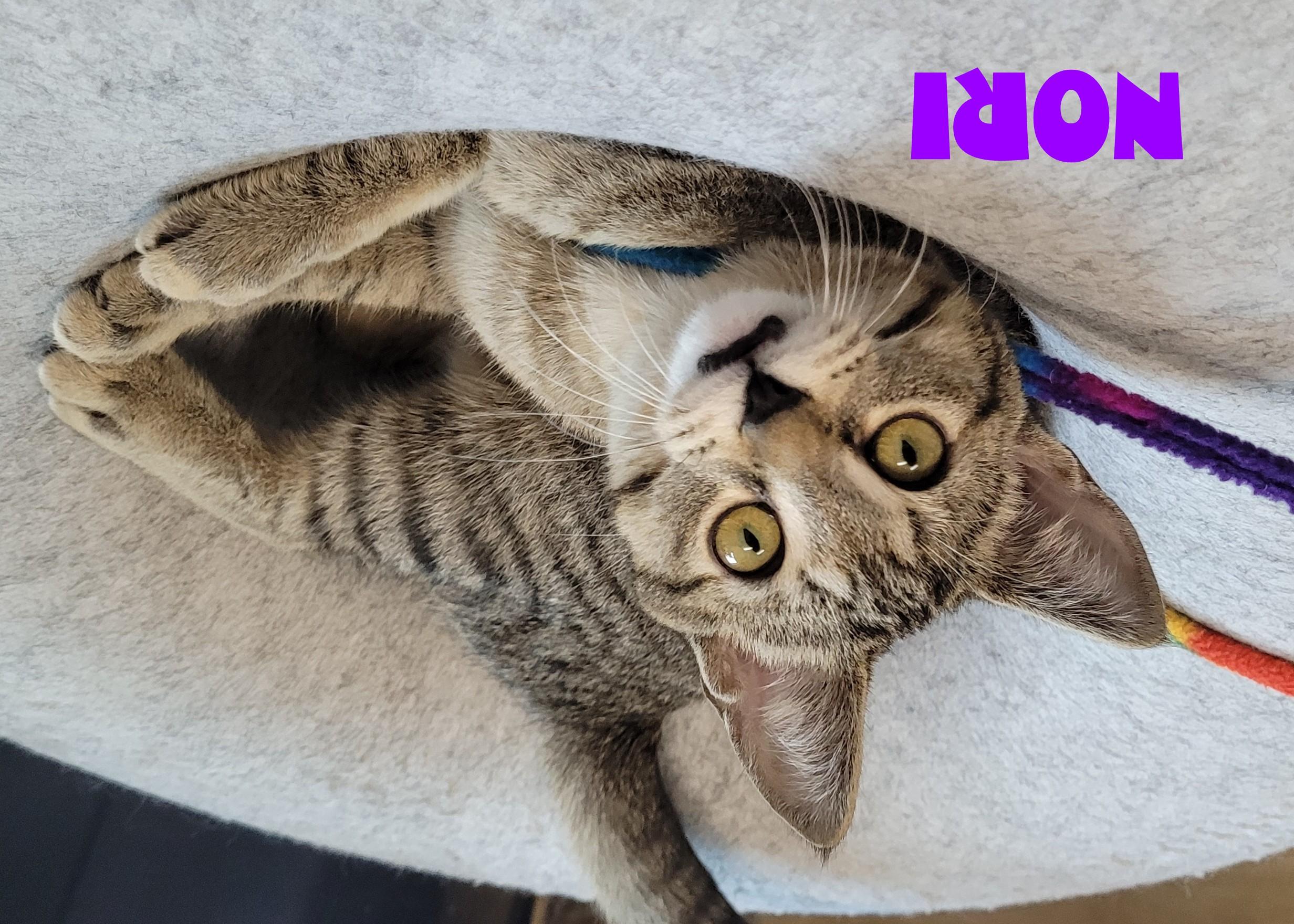 Soba & Nori, a ADOPTABLE Domestic Short Hair in Eugene, OR image 2/3