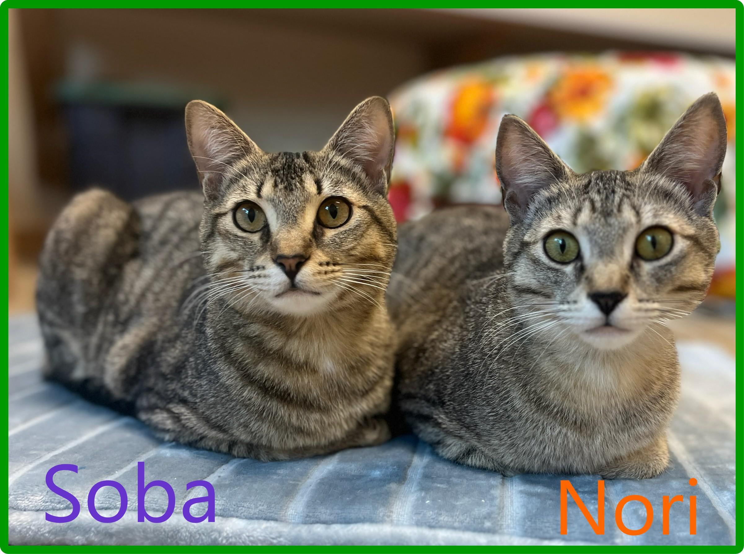 Soba & Nori, ADOPTABLE, Young Female Domestic Short Hair.