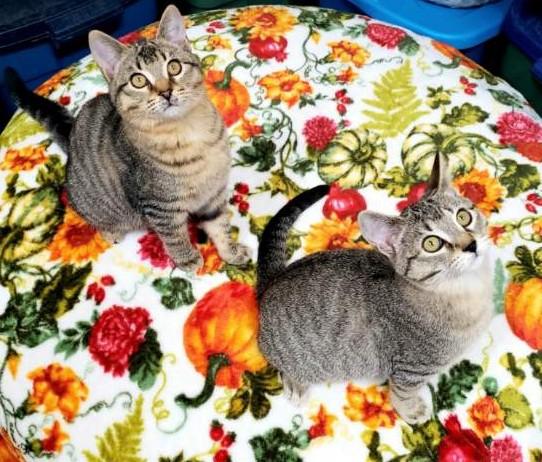 Soba & Nori, a ADOPTABLE Domestic Short Hair in Eugene, OR image 3/3