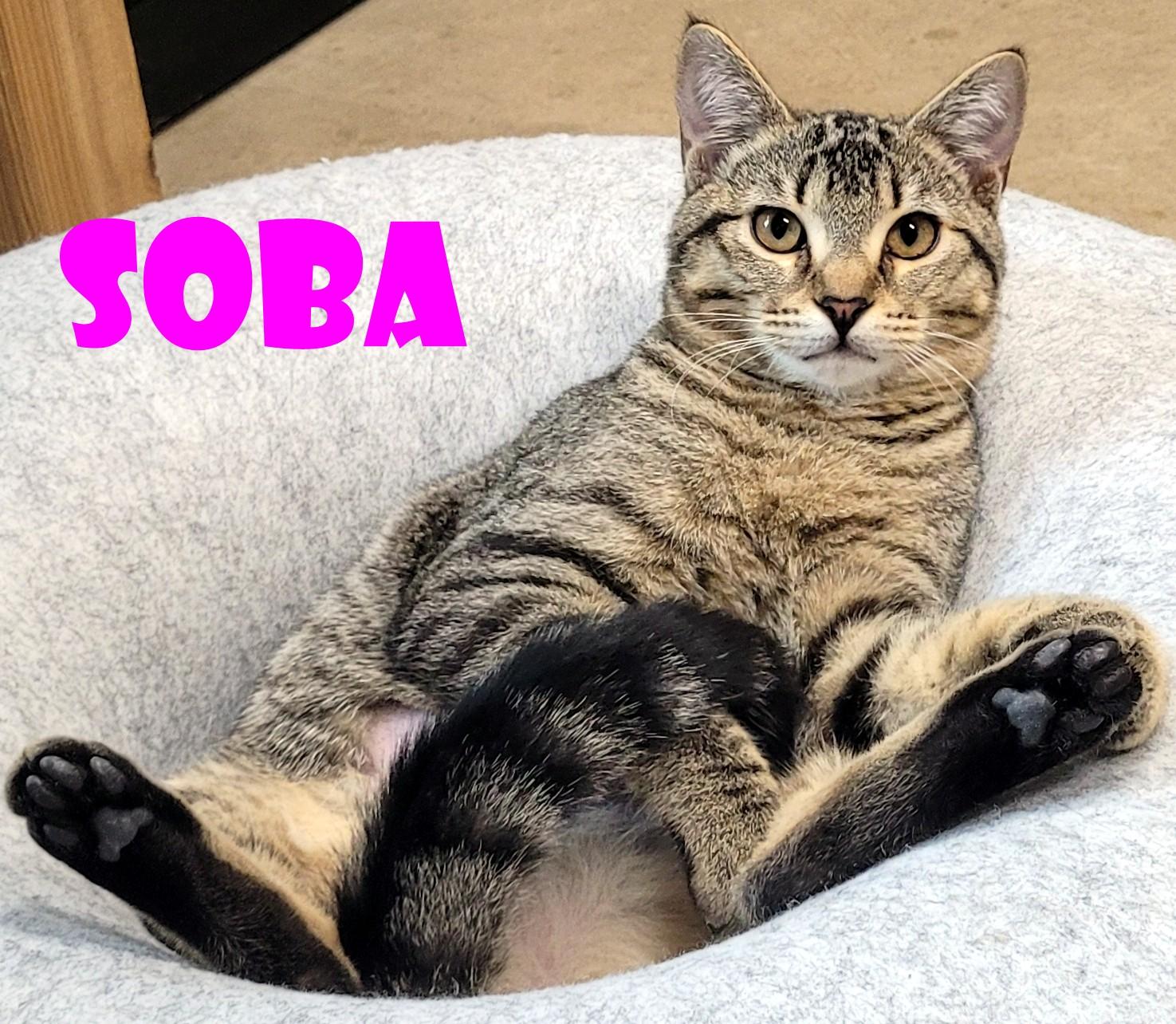 Soba & Nori, a ADOPTABLE Domestic Short Hair in Eugene, OR image 1/3