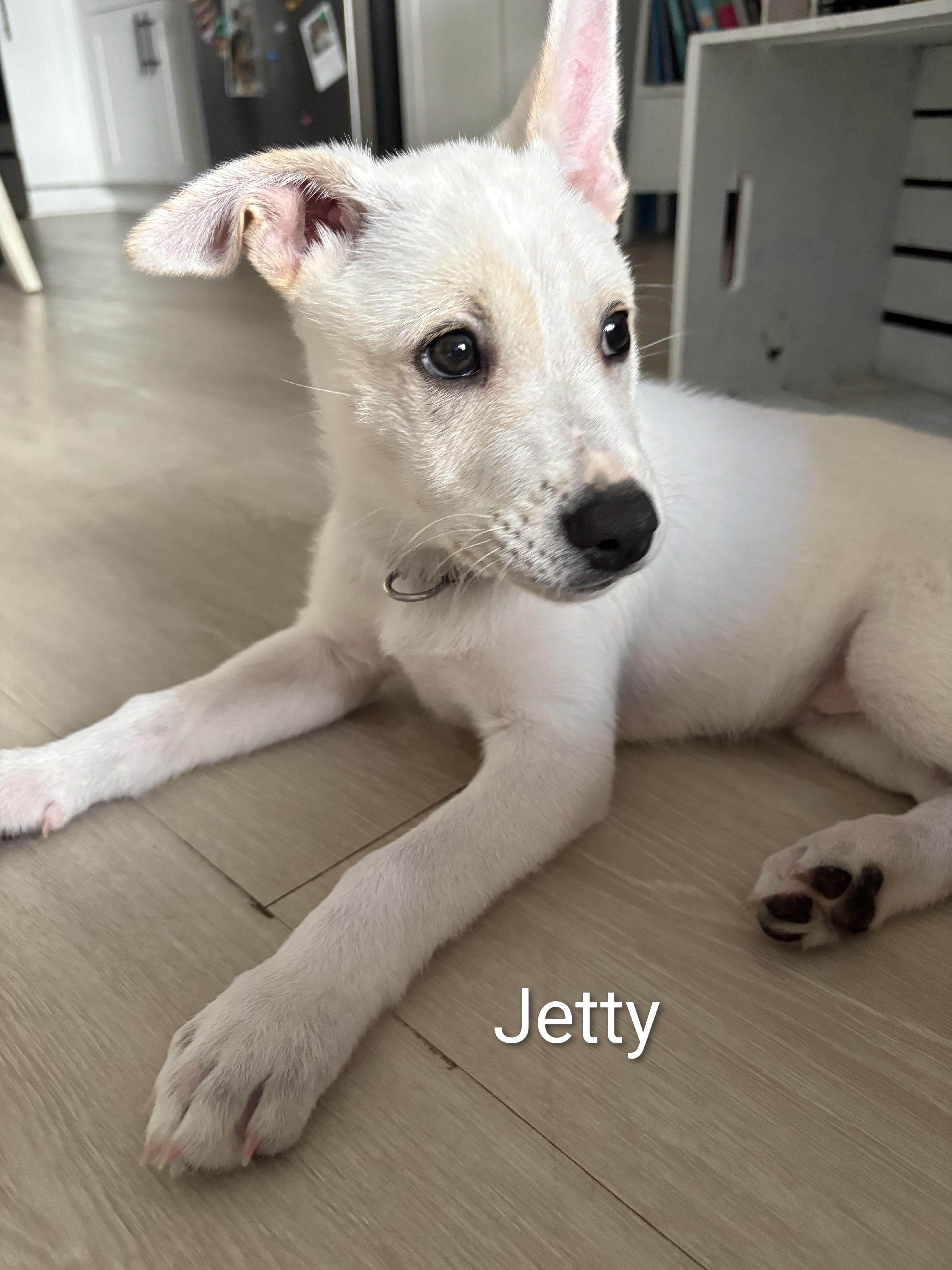 Ocean's 9-Jetty, Adoptable, Puppy Female Husky.