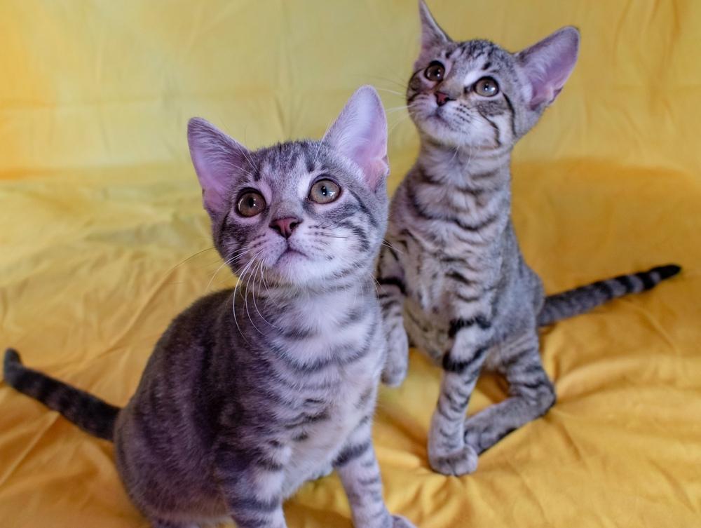 Thyme, a Adoptable mixed breed image 1/3