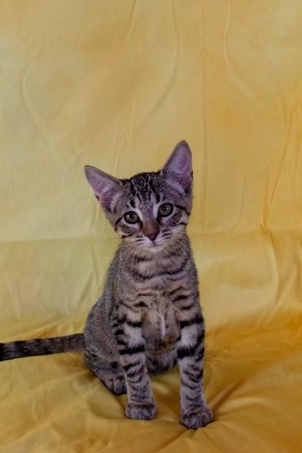 Thyme, Adoptable, Kitten Female Domestic Short Hair & Tabby.