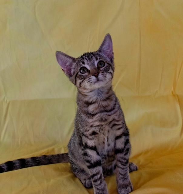 Thyme, a Adoptable mixed breed image 2/3