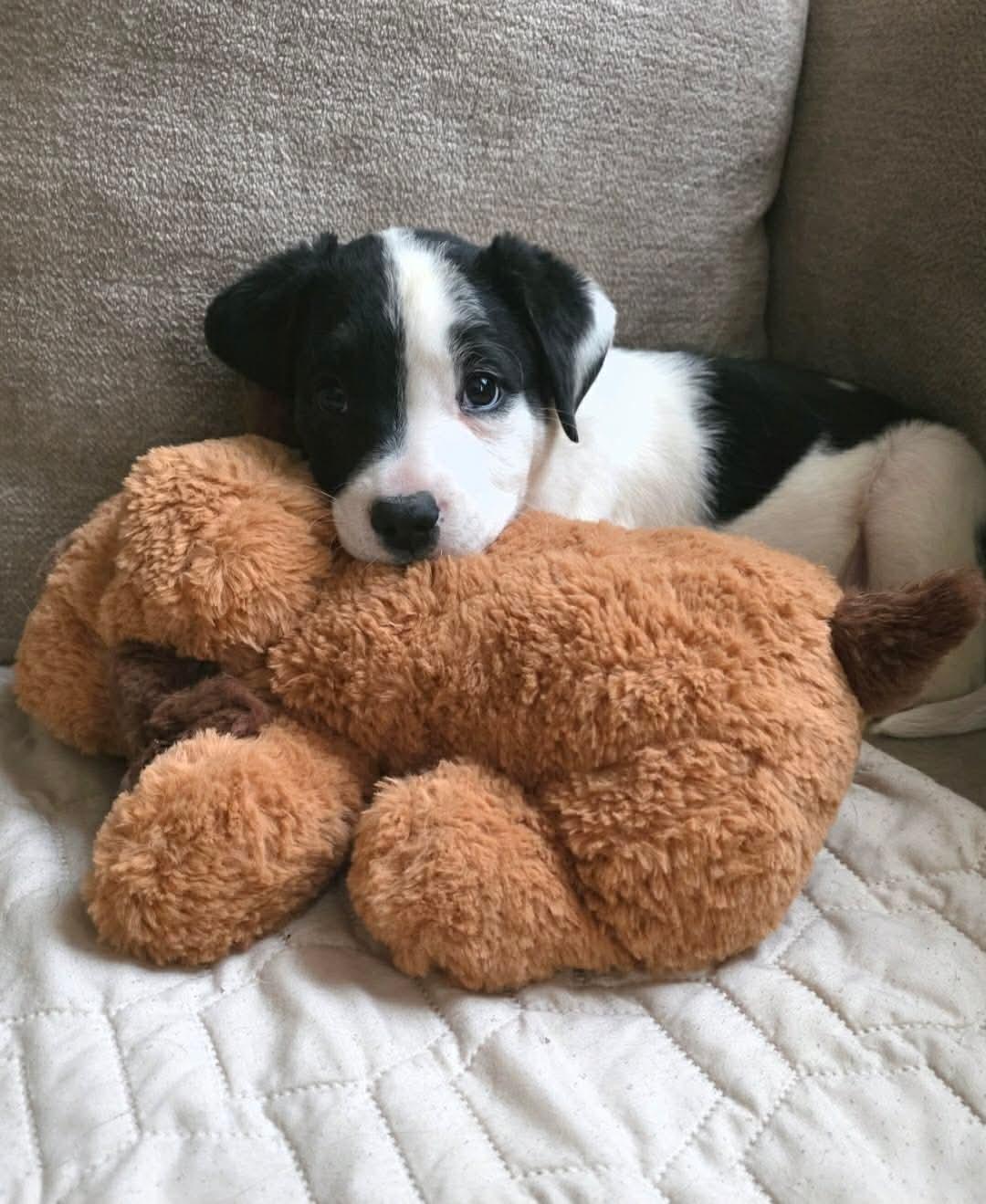 Oscar, ADOPTABLE, Puppy Male Border Collie & Labrador Retriever.