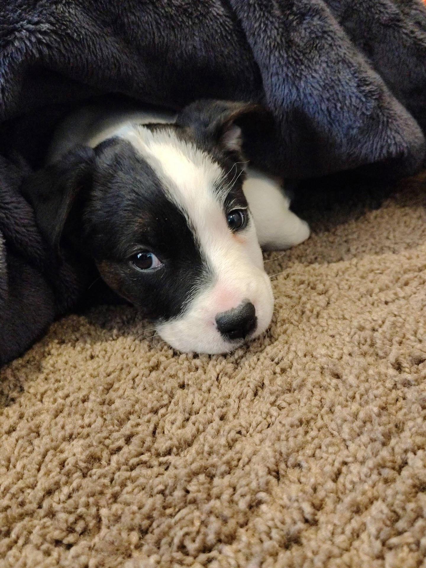 Enlarge Oscar, a ADOPTABLE mixed breed in Commerce City, CO image 3/6