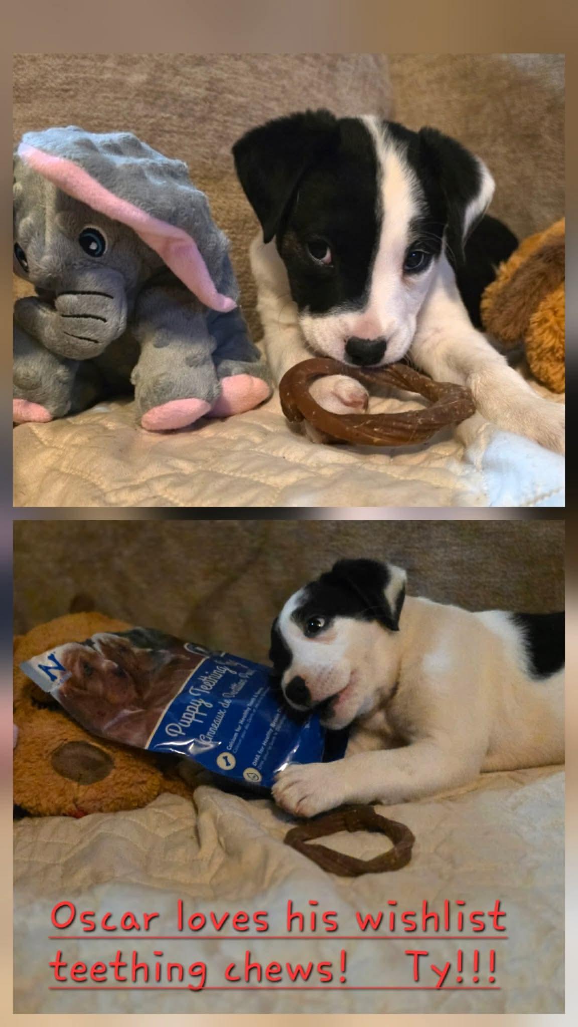 Enlarge Oscar, a ADOPTABLE mixed breed in Commerce City, CO image 2/6