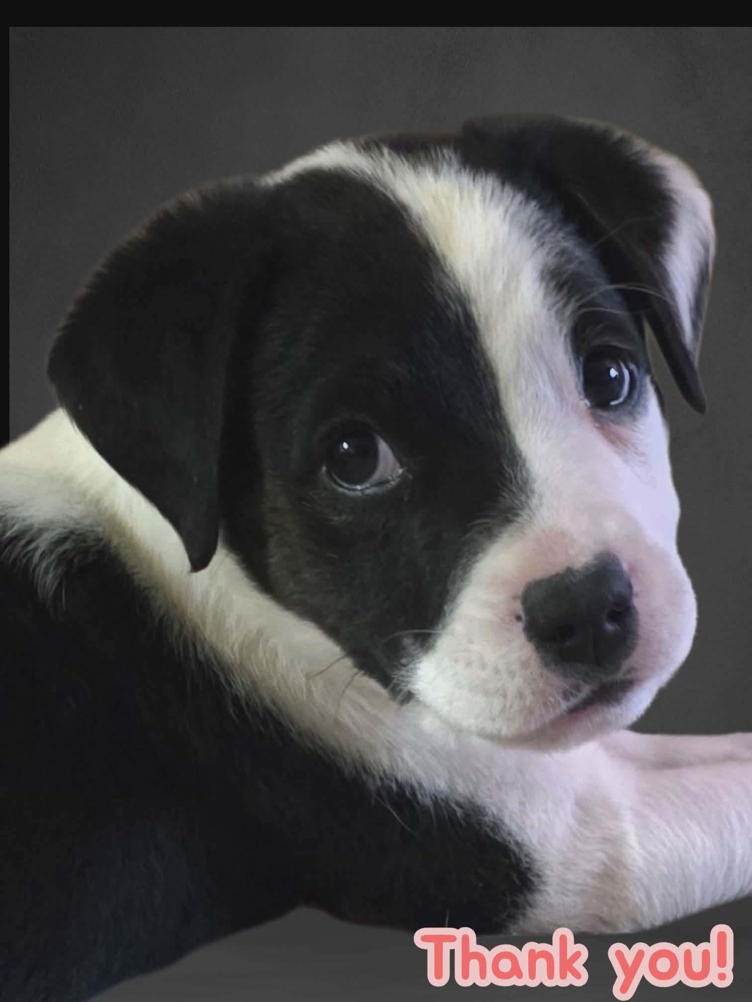 Enlarge Oscar, a ADOPTABLE mixed breed in Commerce City, CO image 6/6